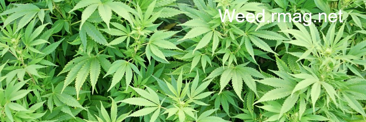 weed.rmag.net